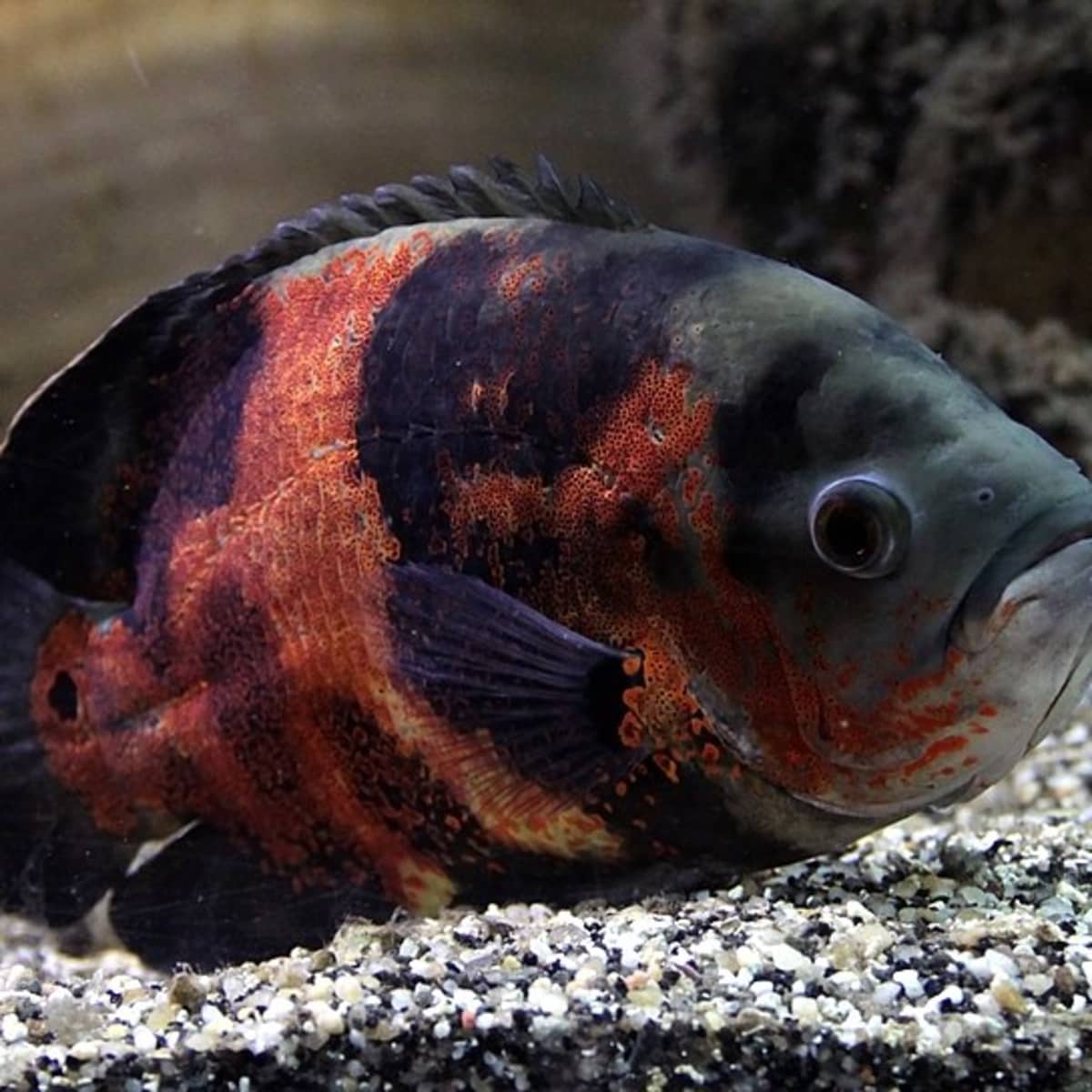 bewaker Uitrusting sigaar 10 Best Large Fish for a Freshwater Aquarium - PetHelpful