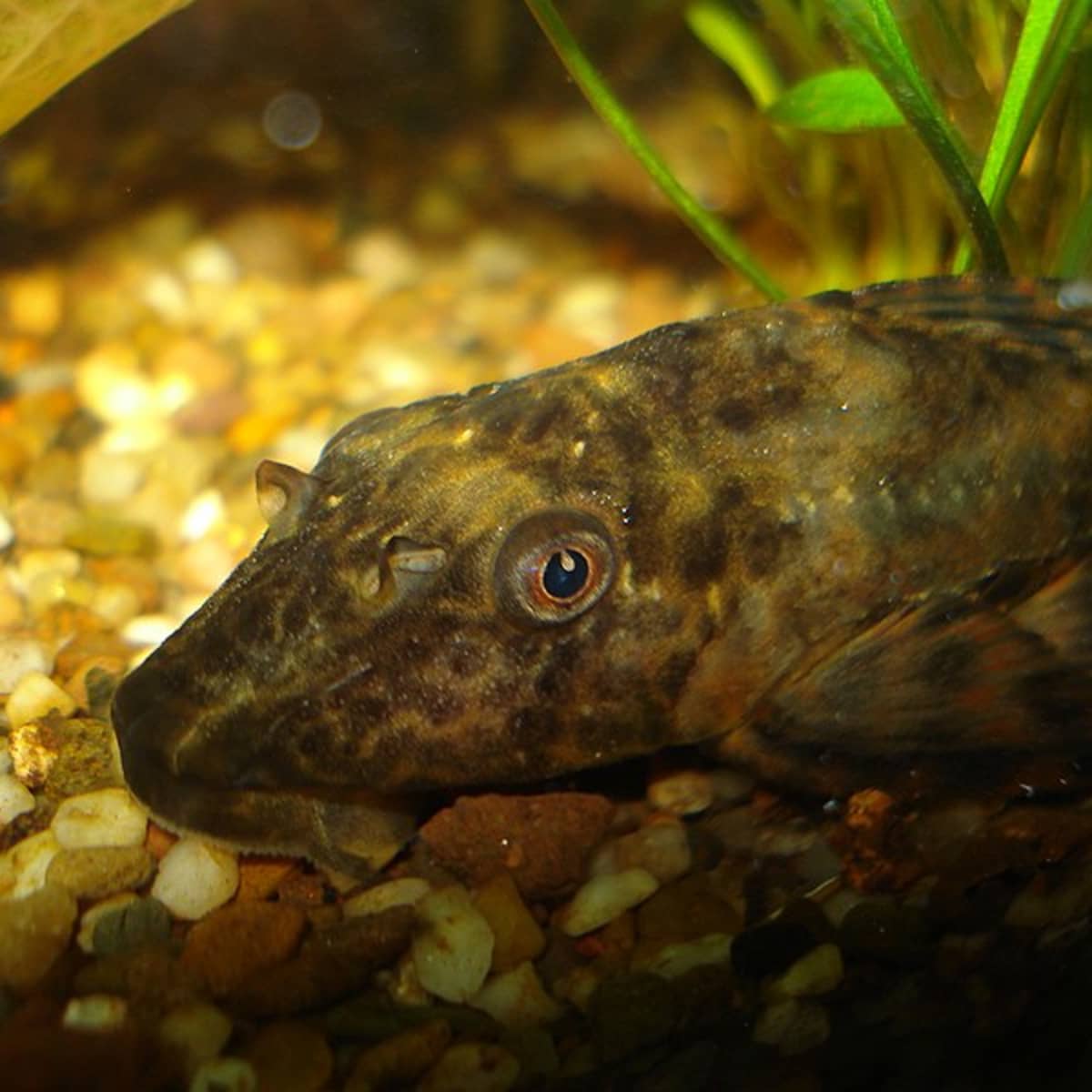 Common Plecostomus Fish Care, Size, Tank Mates, and Lifespan