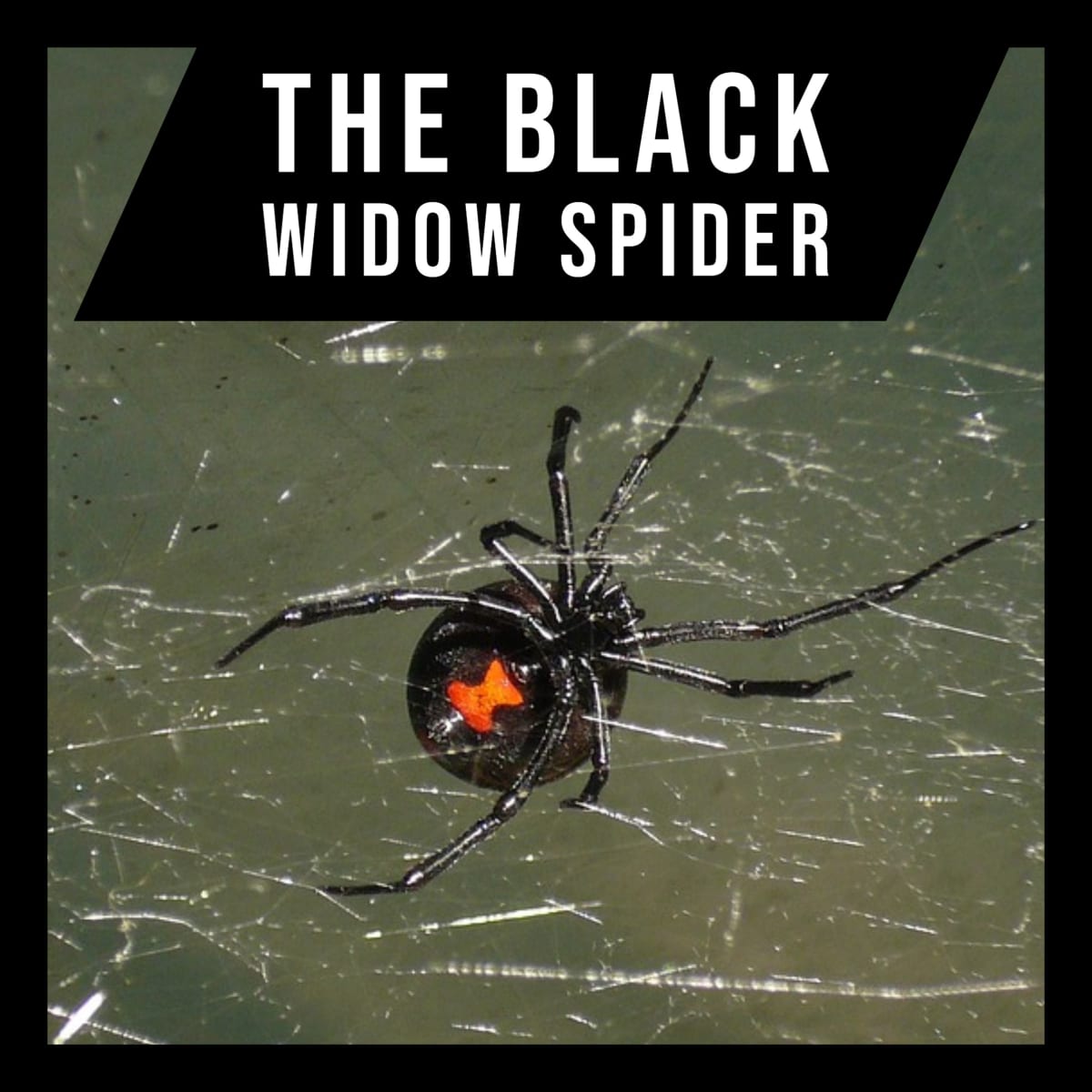 black widow life cycle
