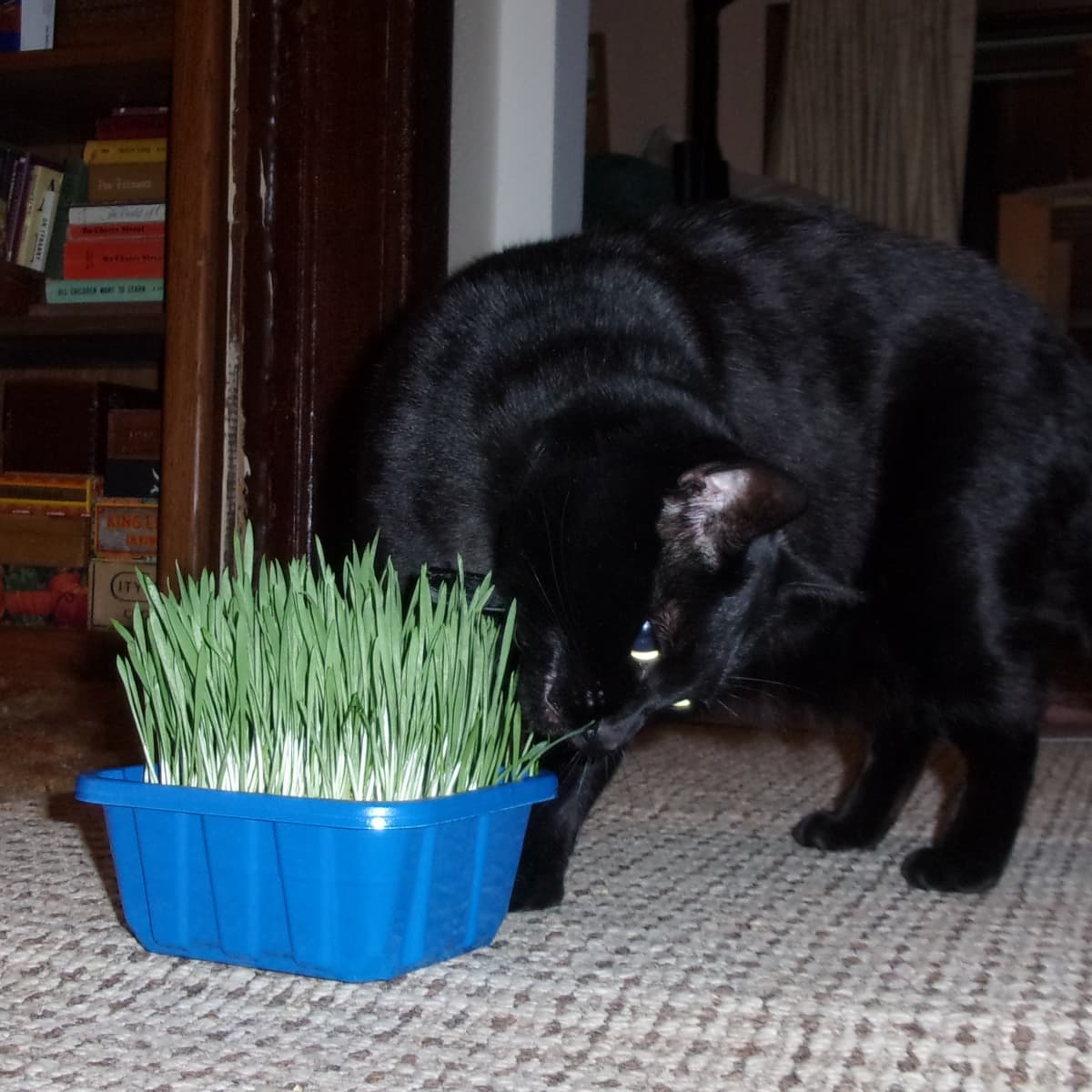 wheatgrass ok for cats