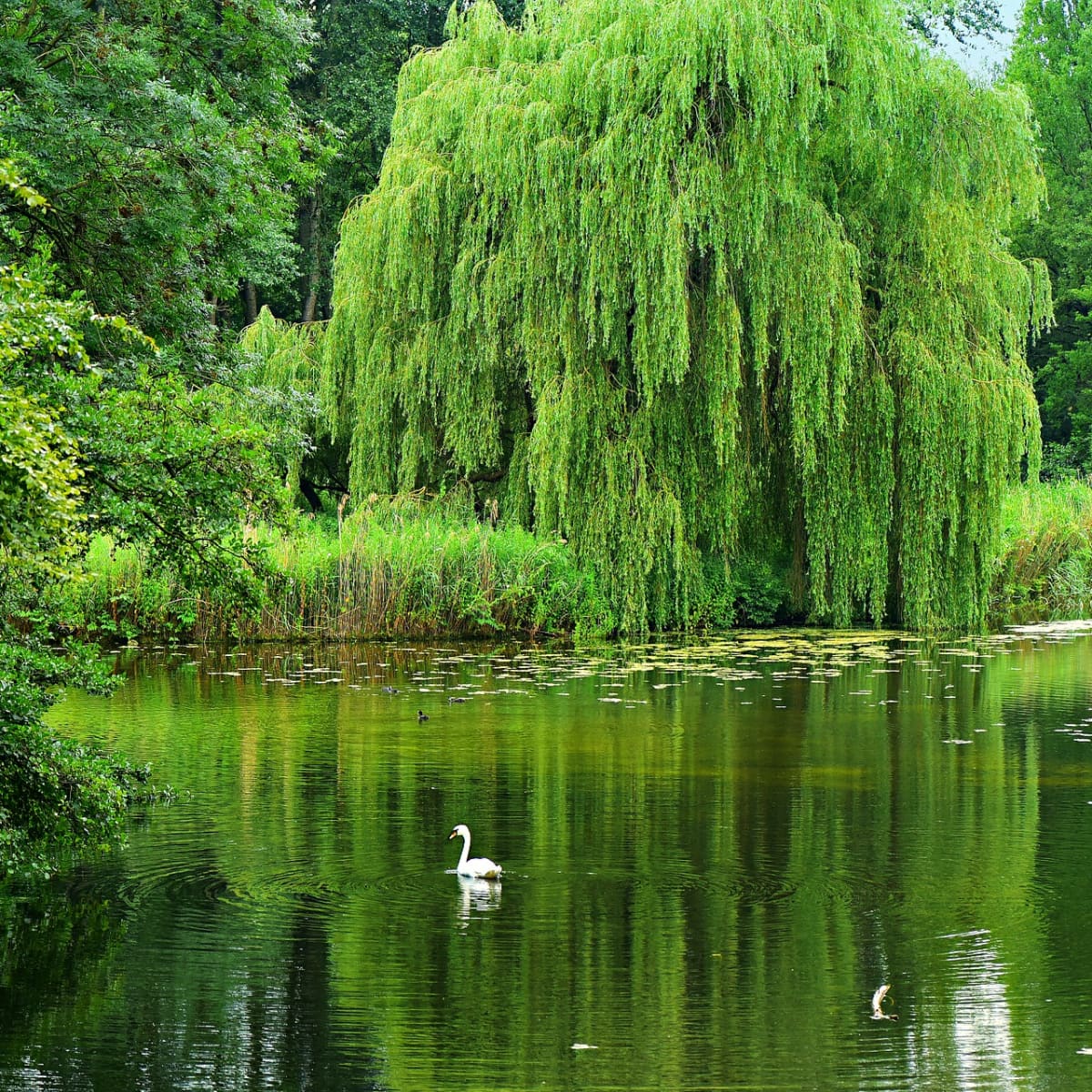 Willow Trees and Shrubs: Interesting and Useful Plants - Owlcation