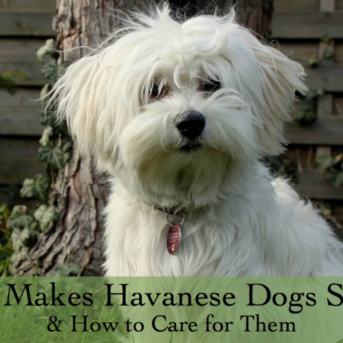 Havanese puppies for sale