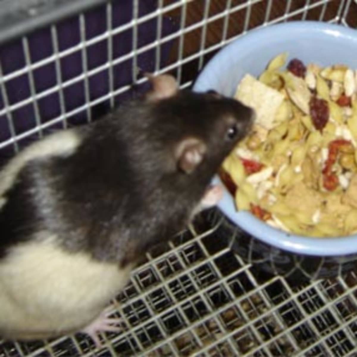 Почему крыса пищит. Еды здоровой крысу.
