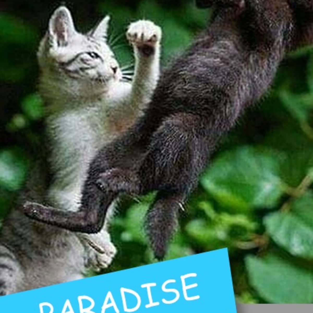 Titi paradise lover
