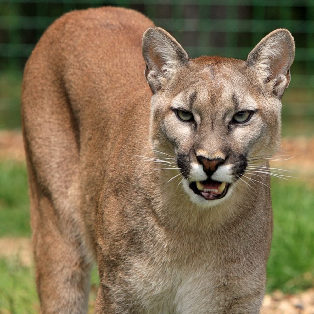 Mountain Lions and How to Avoid Their Rare Attacks on Humans - Owlcation