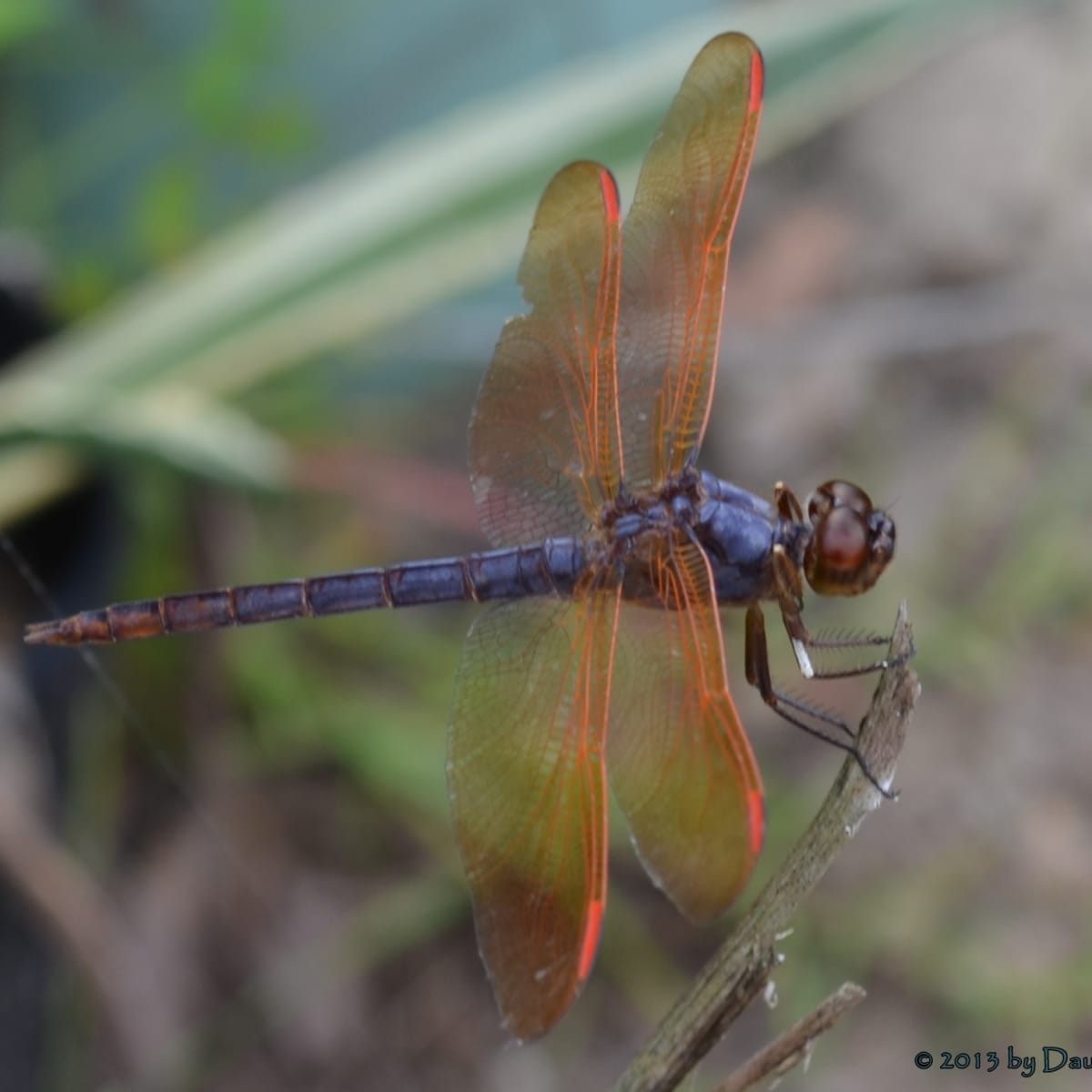 Dragonfly Facts and Symbolism - Owlcation