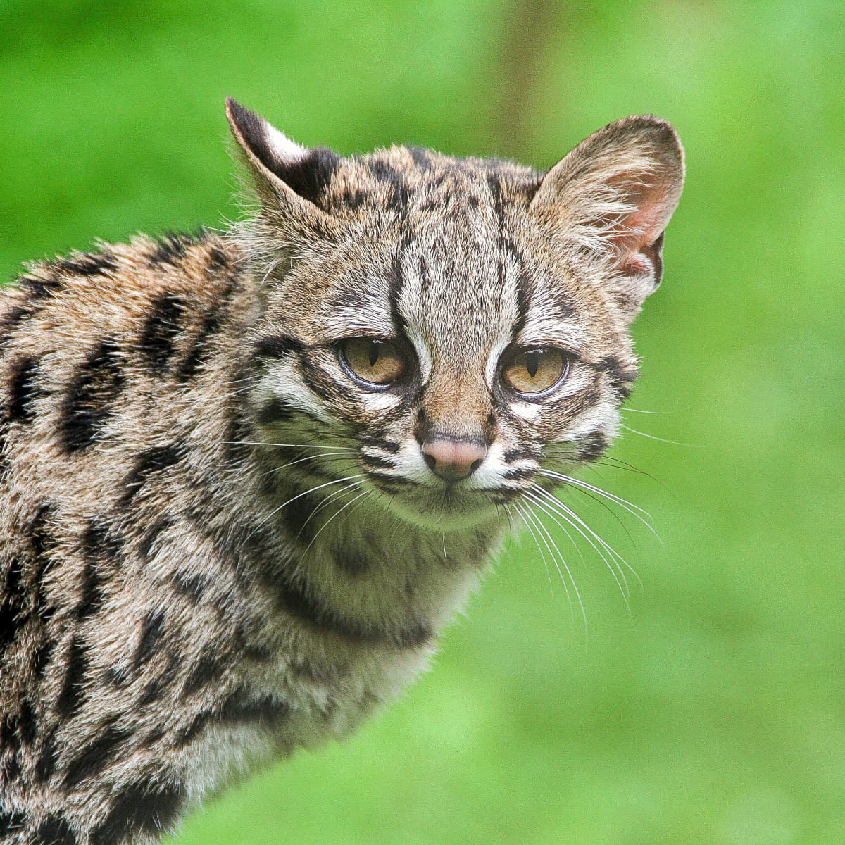 Black Footed Cat Facts - Big Cat Rescue