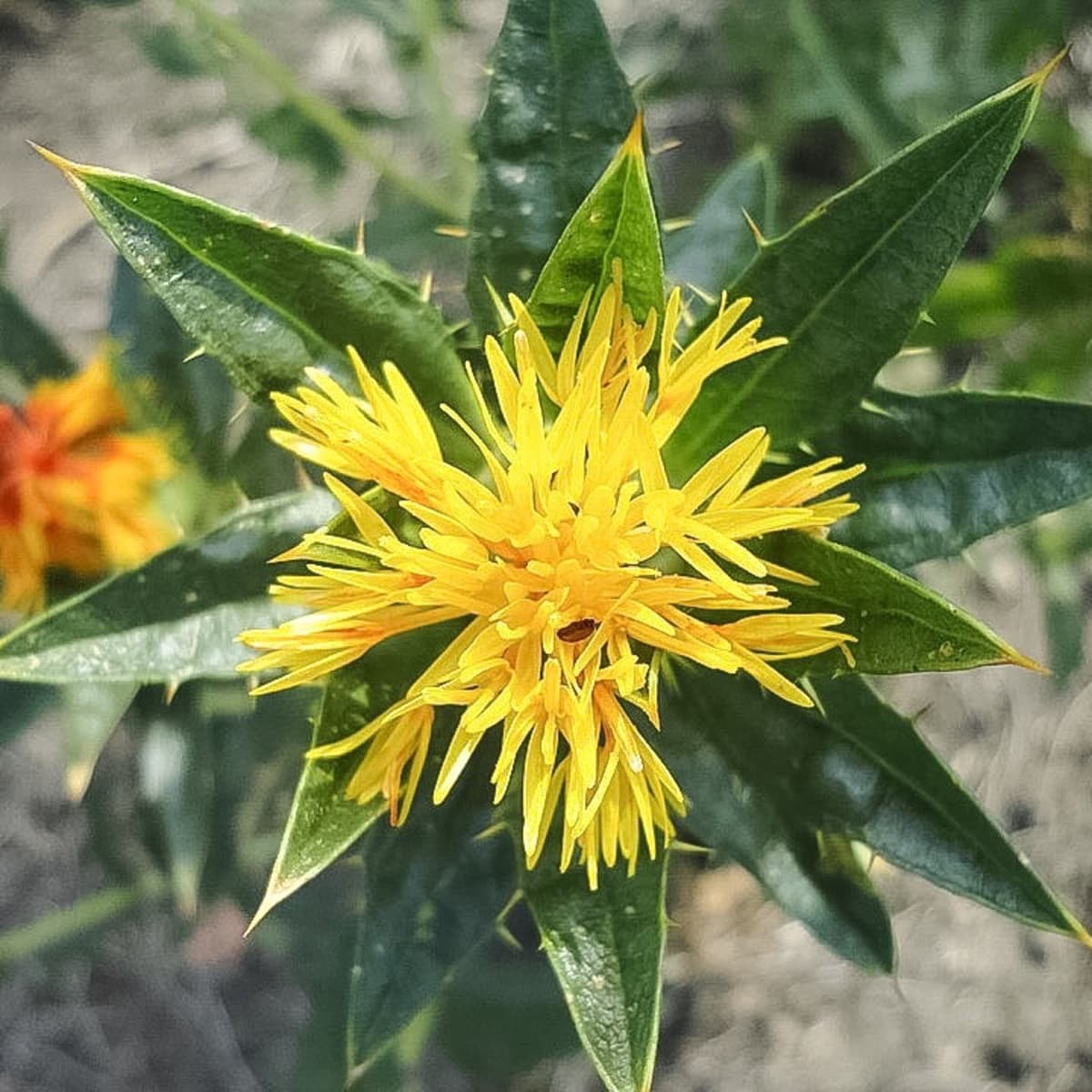 Safflower characteristics and uses