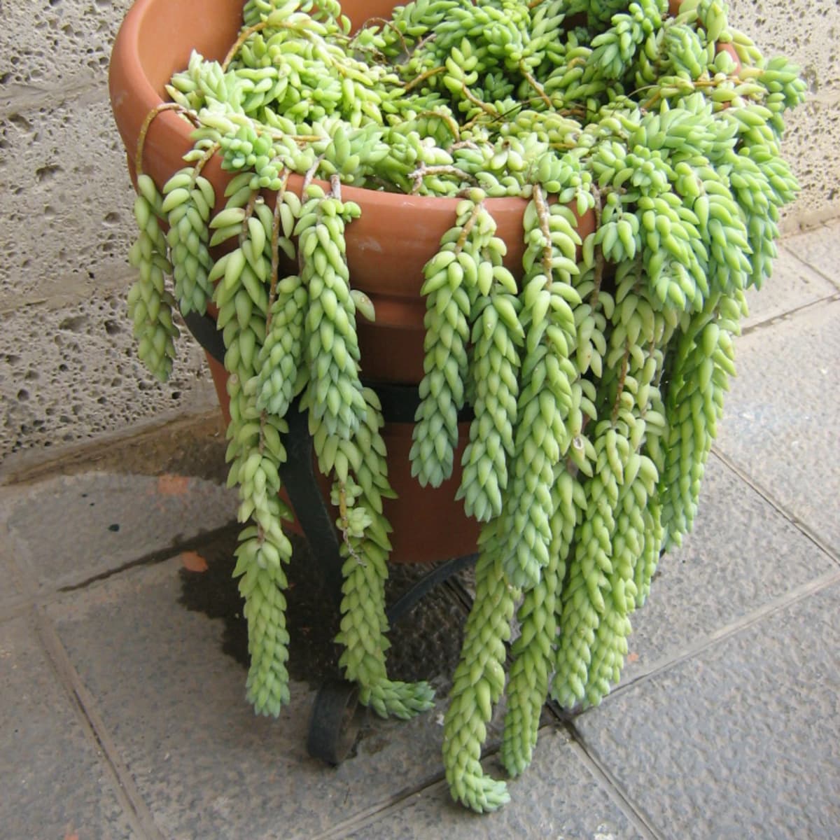 How to Grow Burro's Tail (Donkey Tail) -
