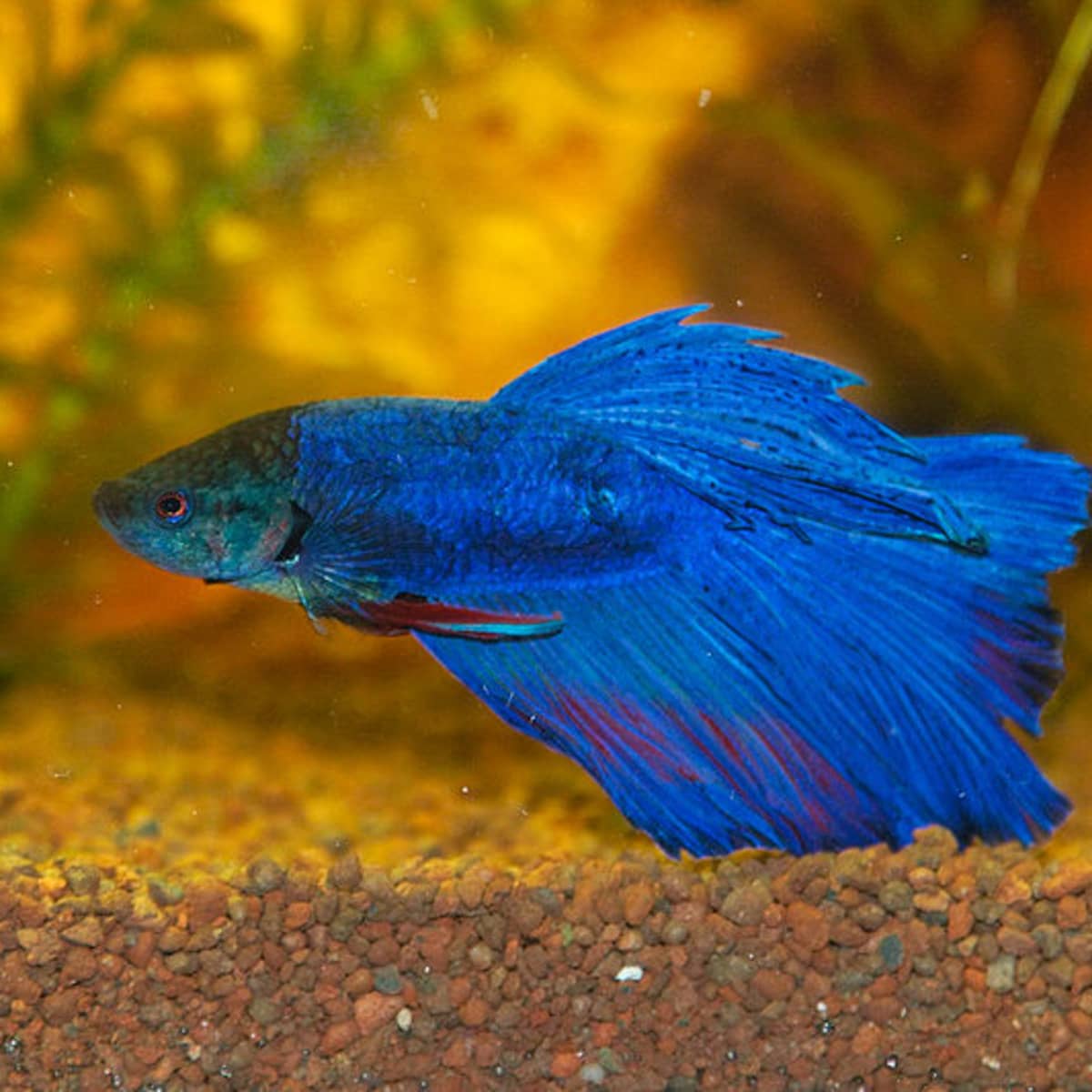 Delta Tail Betta Care Guide: From Tank Setup to Feeding