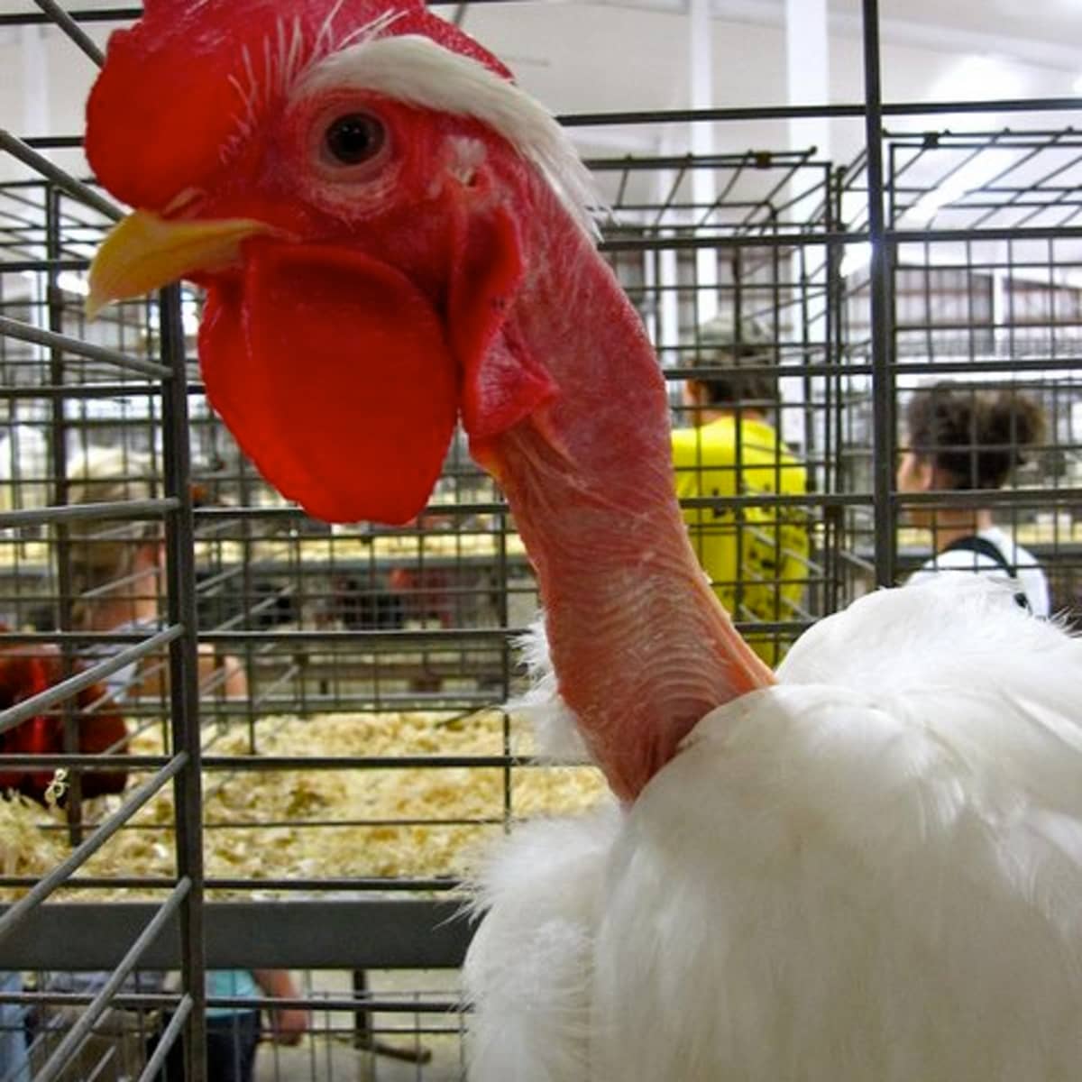 What Is a Turken (Turkin)? A Transylvanian Naked Neck Chicken - PetHelpful