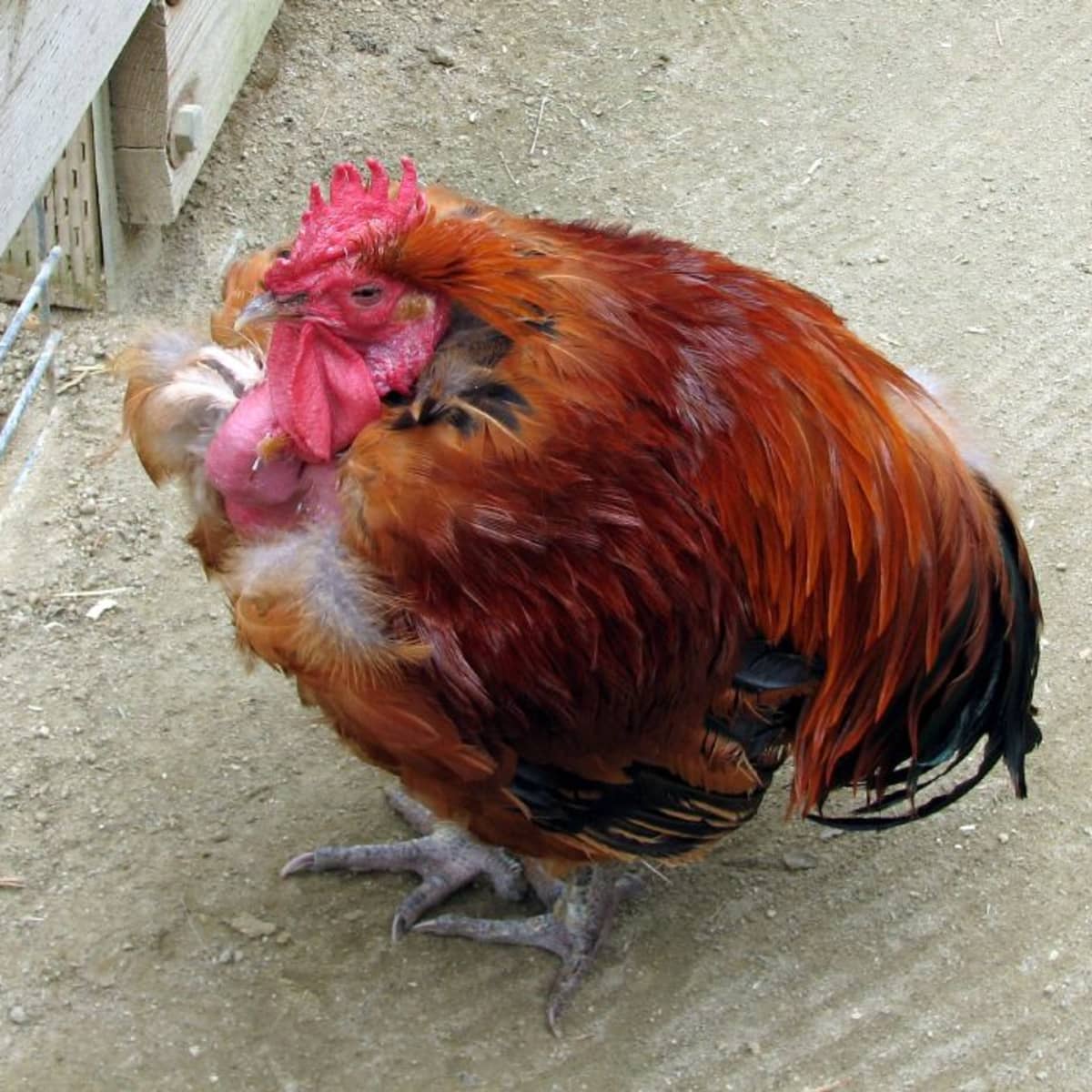 What Is a Turken (Turkin)? A Transylvanian Naked Neck Chicken - PetHelpful