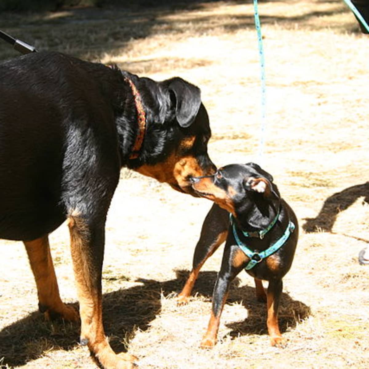 are rottweilers safer than pit bulls