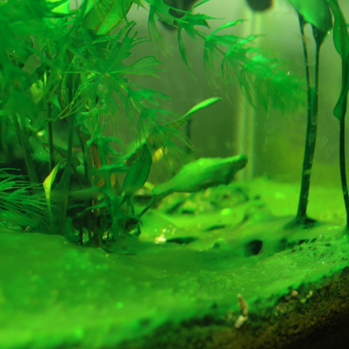 How to Get Rid of Cyanobacteria in the Aquarium (Algae) - PetHelpful