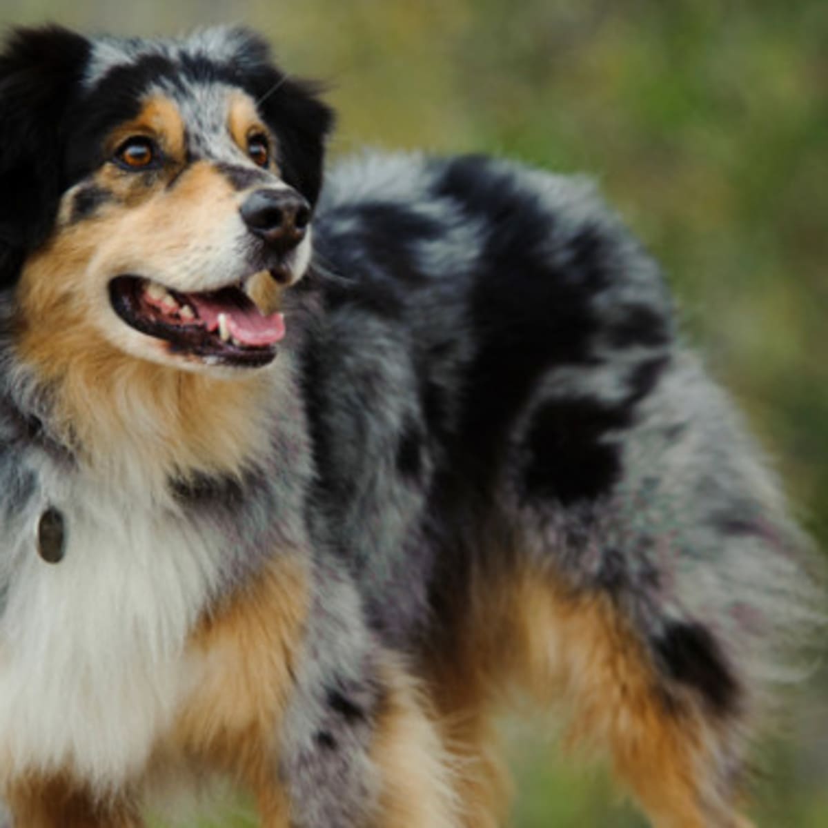 Border-Aussie  Dog Breed Facts and Information - Wag! Dog Walking