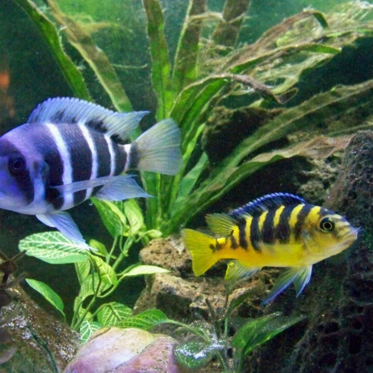 Setting up a Freshwater Aquarium: A Guide for Beginners - PetHelpful