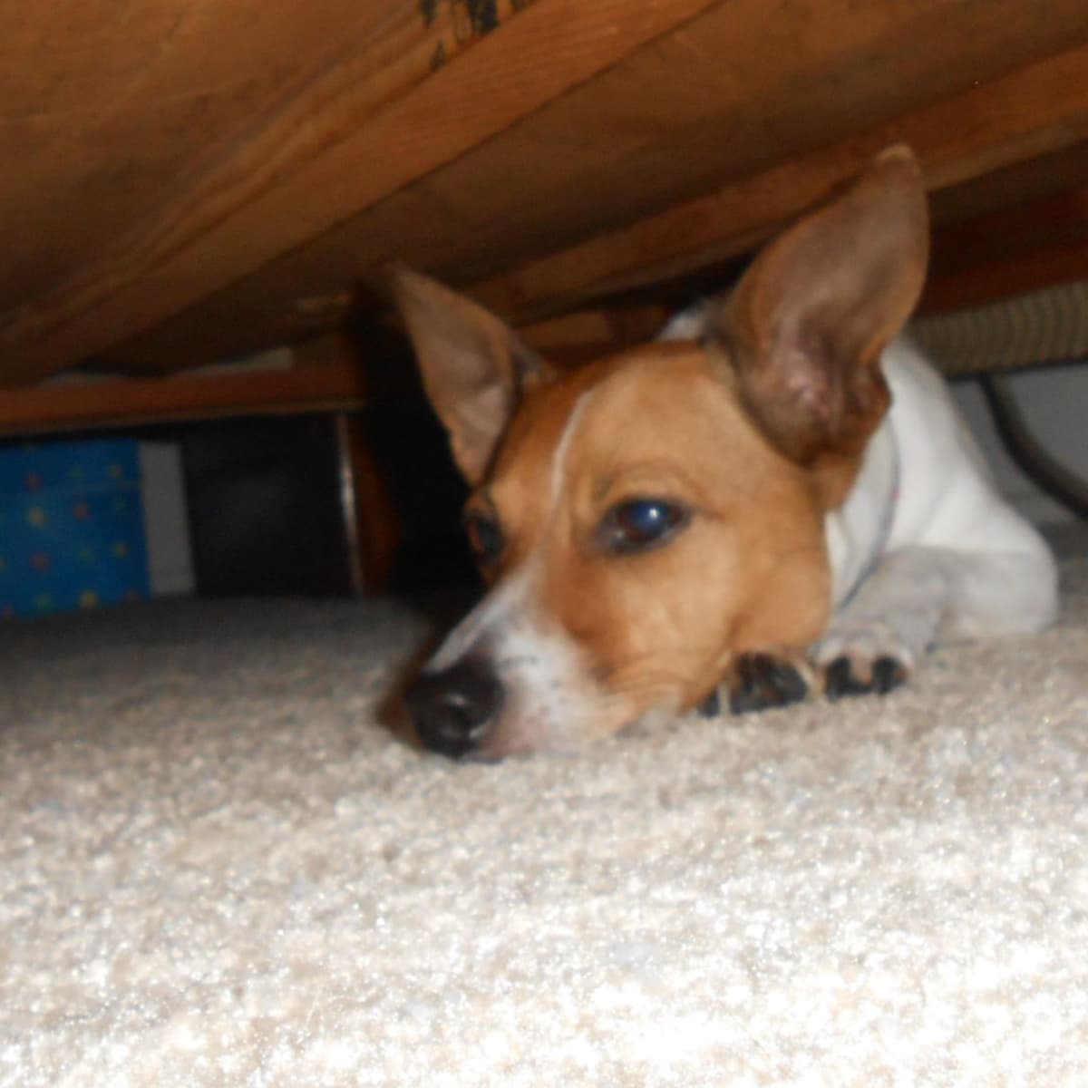 II. Benefits of Playing Hide and Seek with Your Dog