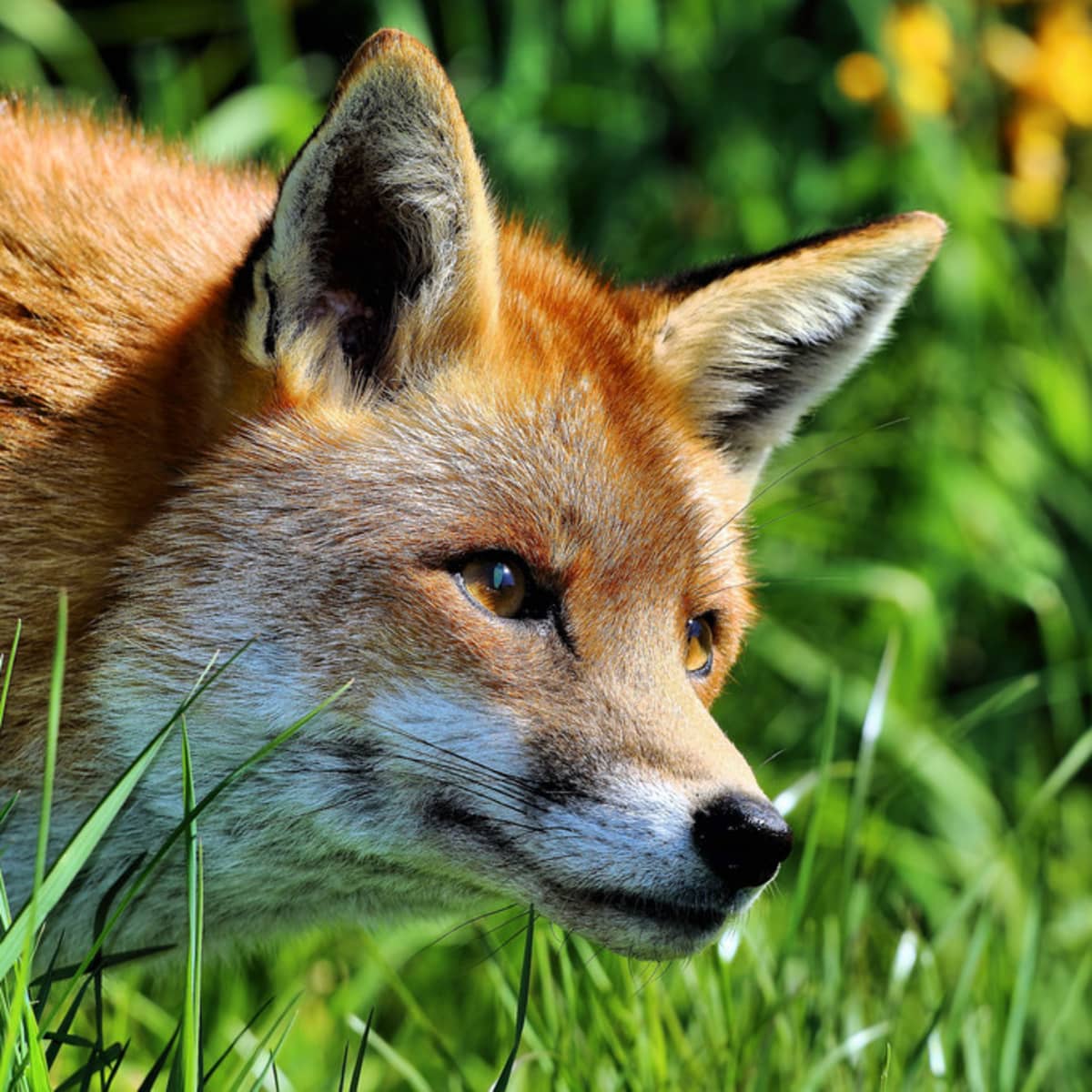 Foxes and other wild canines can be seen across Pennsylvania 