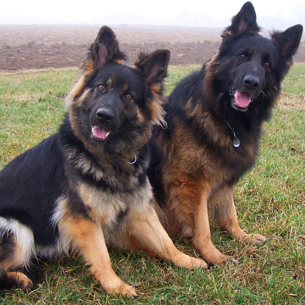 11 Countries Where German Shepherd Dogs Are Banned or Restricted ...