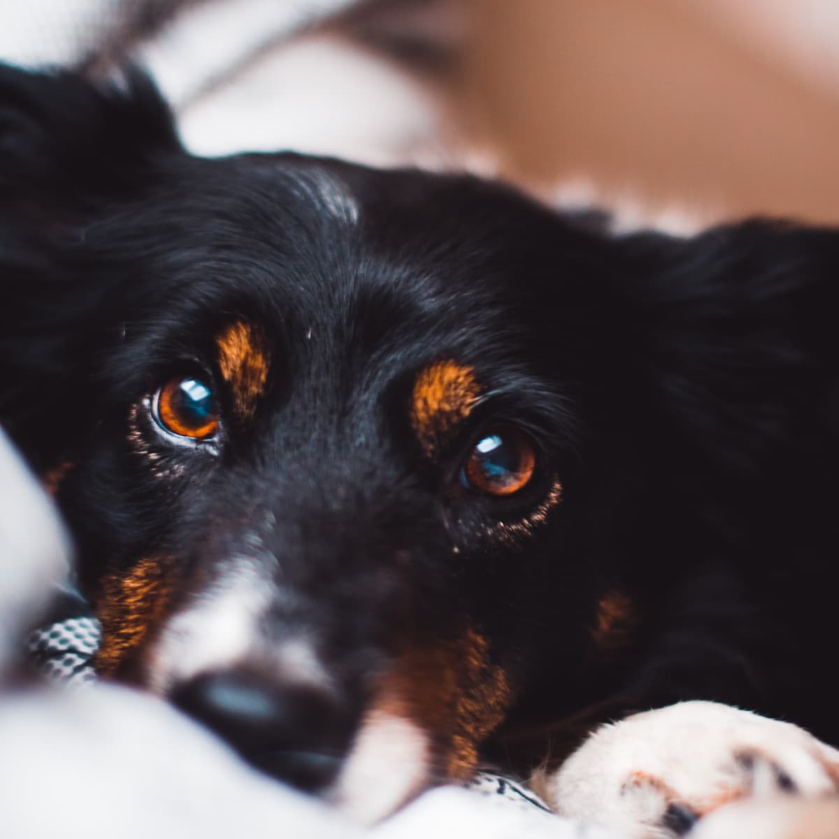 Ten Signs That Your Dog Is Bored - My Curious Canine