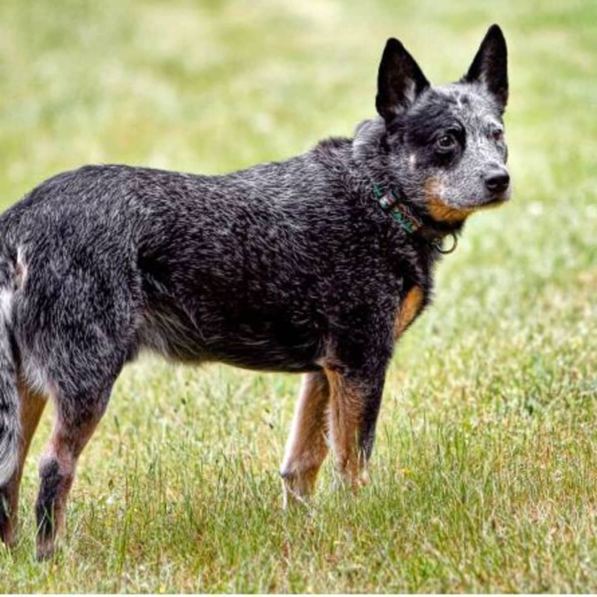 What Do Cattle Dogs Do