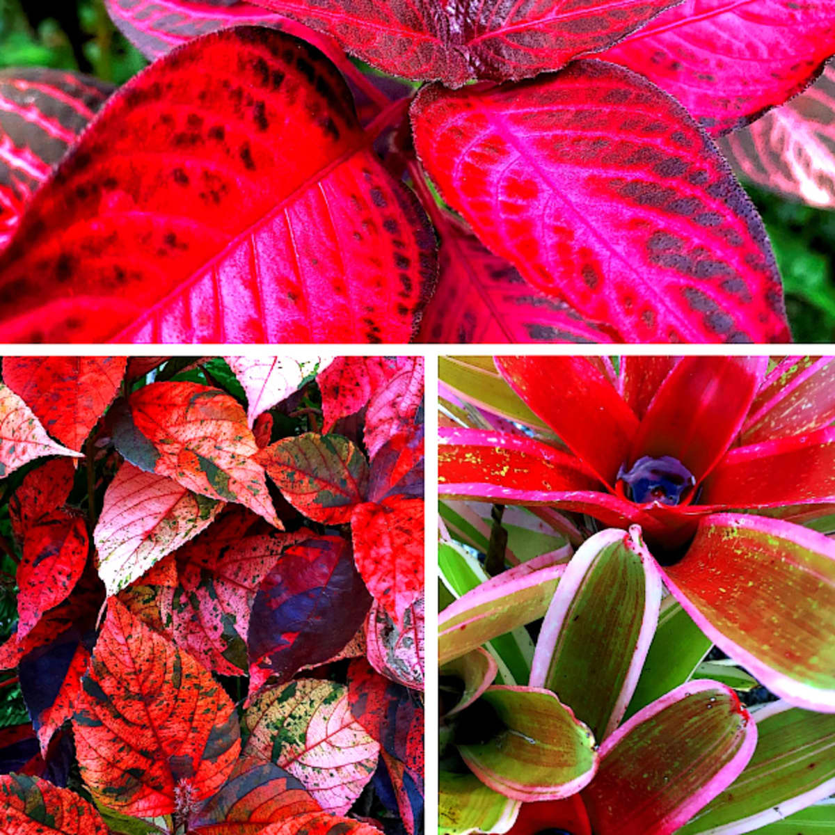 20 Spectacular Red Foliage Tropical Plants for Your Garden   Dengarden