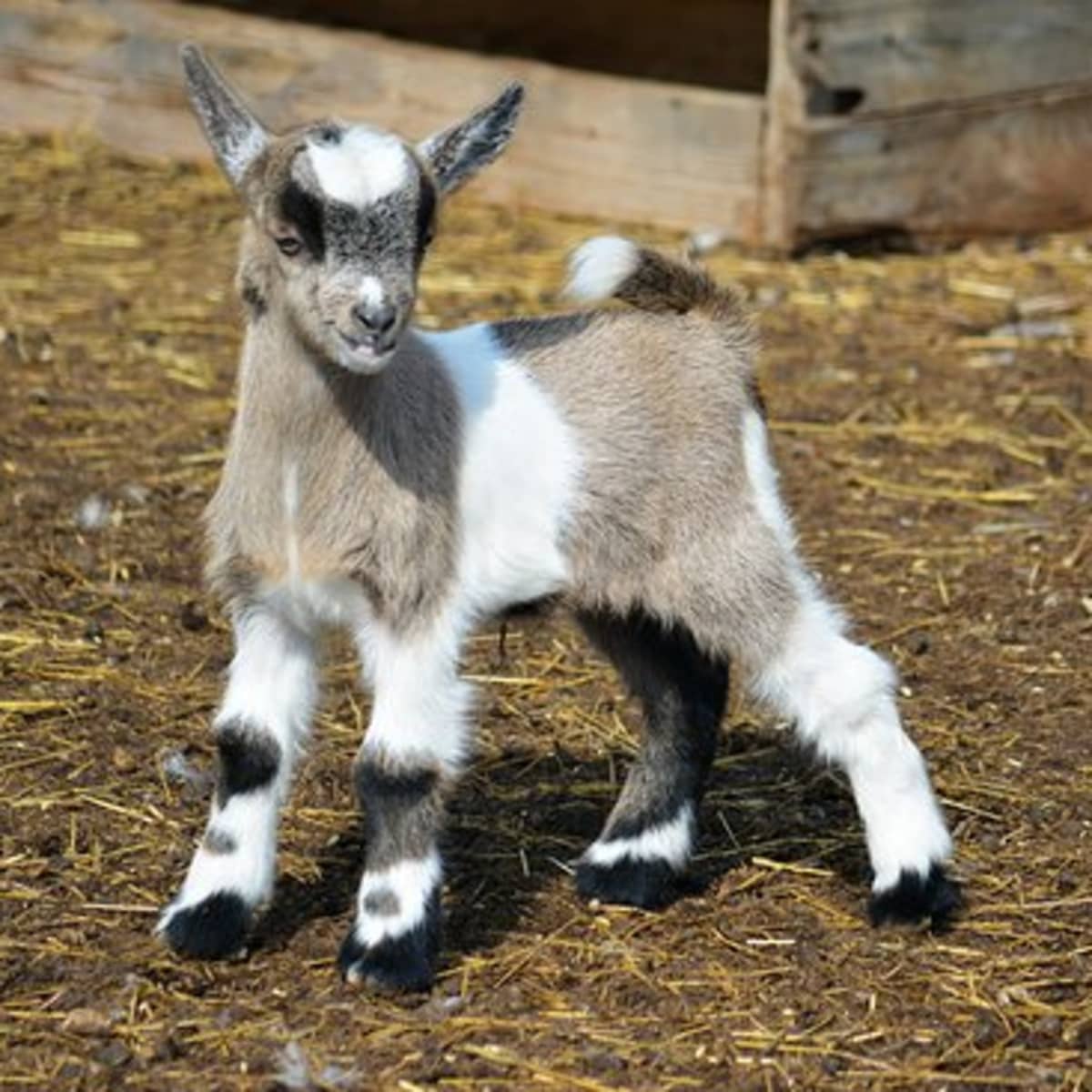 Miniature Farm Animals: Pygmy Goats, Micro Pigs, and More - PetHelpful
