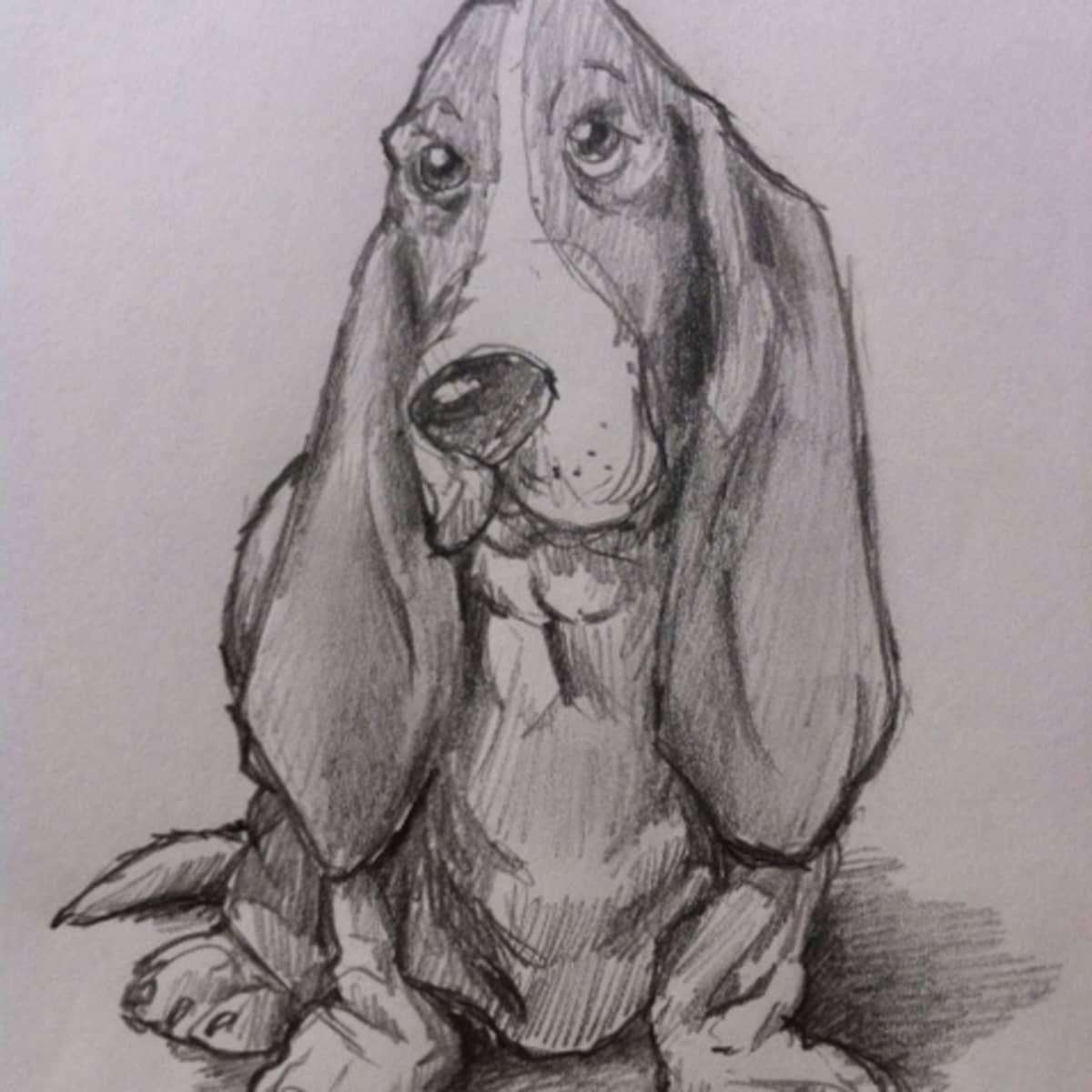 How to Draw a Basset Hound Dog - FeltMagnet