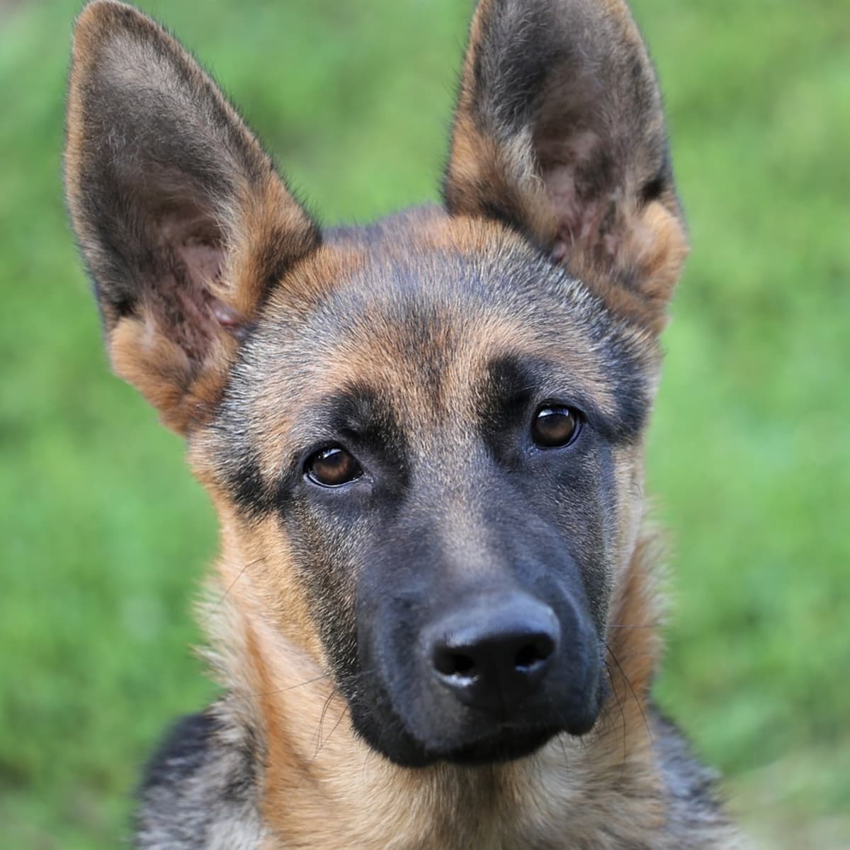 Incredible Compilation Of Full 4K German Shepherd Dog Images Over 999 