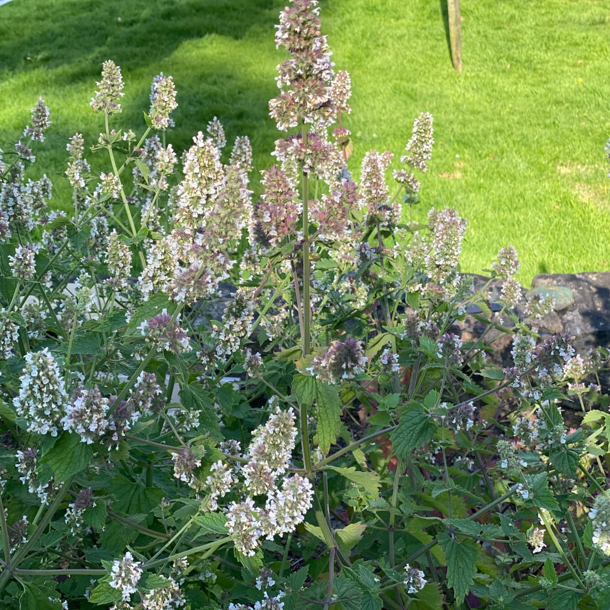 A Complete Guide to Growing Catnip From Seed to Harvest - Dengarden