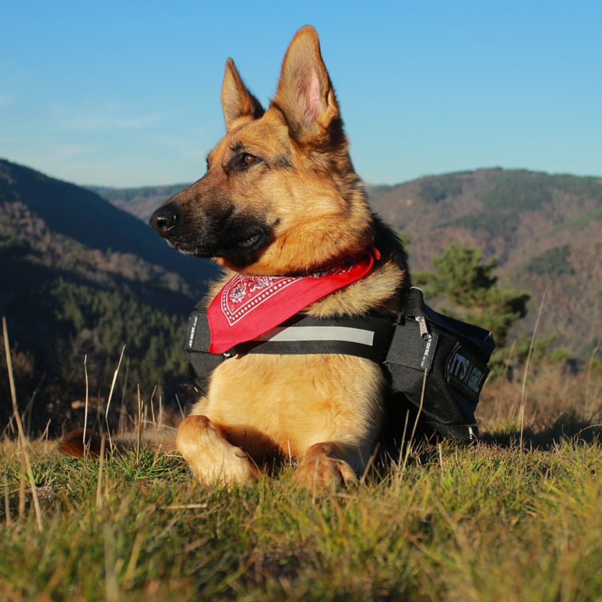 guide dogs german shepherd