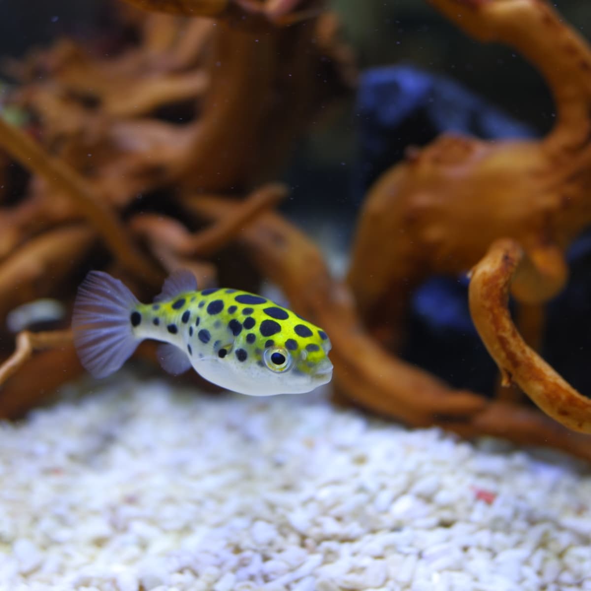 Green Spotted Puffer Fish Care, Feeding and Tank Setup - PetHelpful