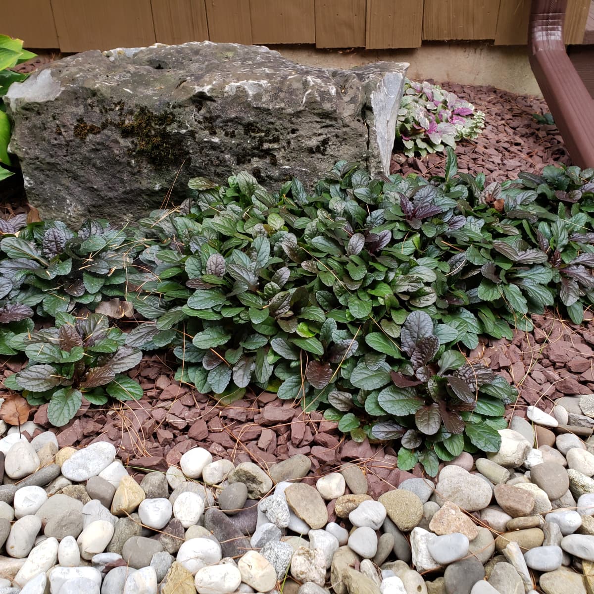 How To Grow Bugleweed An Attractive, Ajuga Ground Cover Invasive