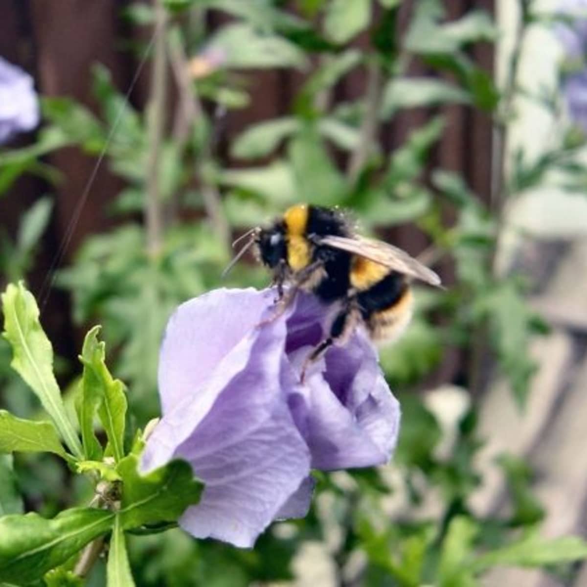  Stinging Nettle Plant 50 Seeds - Herbal Tea or Deterent : Herb  Plants : Patio, Lawn & Garden