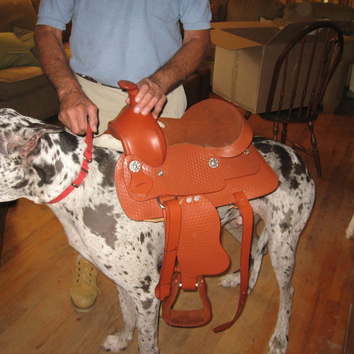 toddler dog saddle