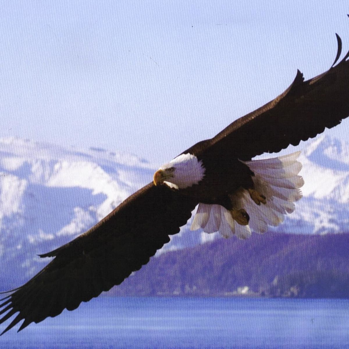 Bird of Prey: The Story of the Rarest Eagle on Earth – A Film Review -  10,000 Birds