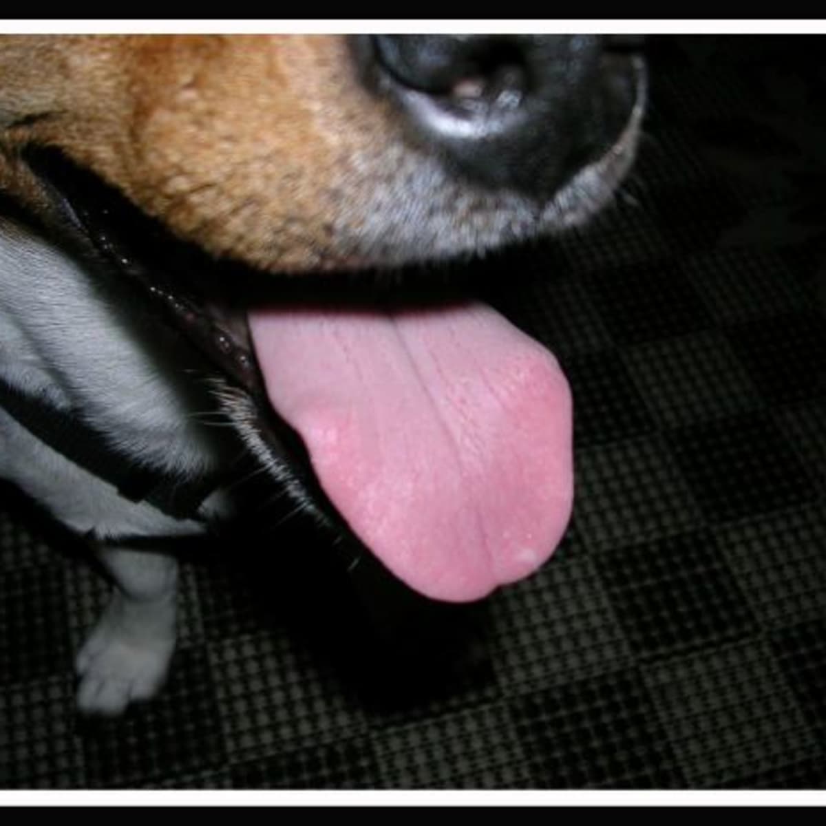 Why Does My Dog Lick Me? The Meaning Behind Dogs Licking Humans · The  Wildest