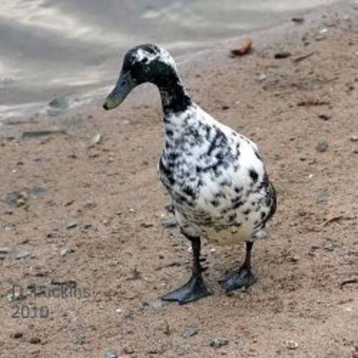 Deep Litter - The Best Method For A Duck And Chicken Run - Life Is Just  Ducky