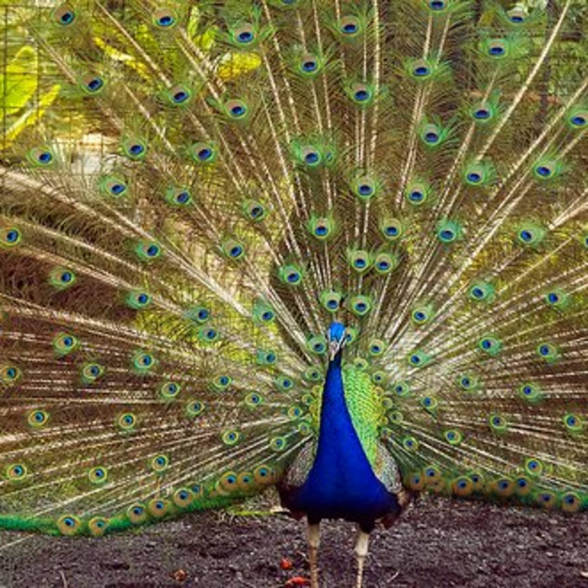 Peacock Bird Characteristics, Pictures and Symbolism - HubPages