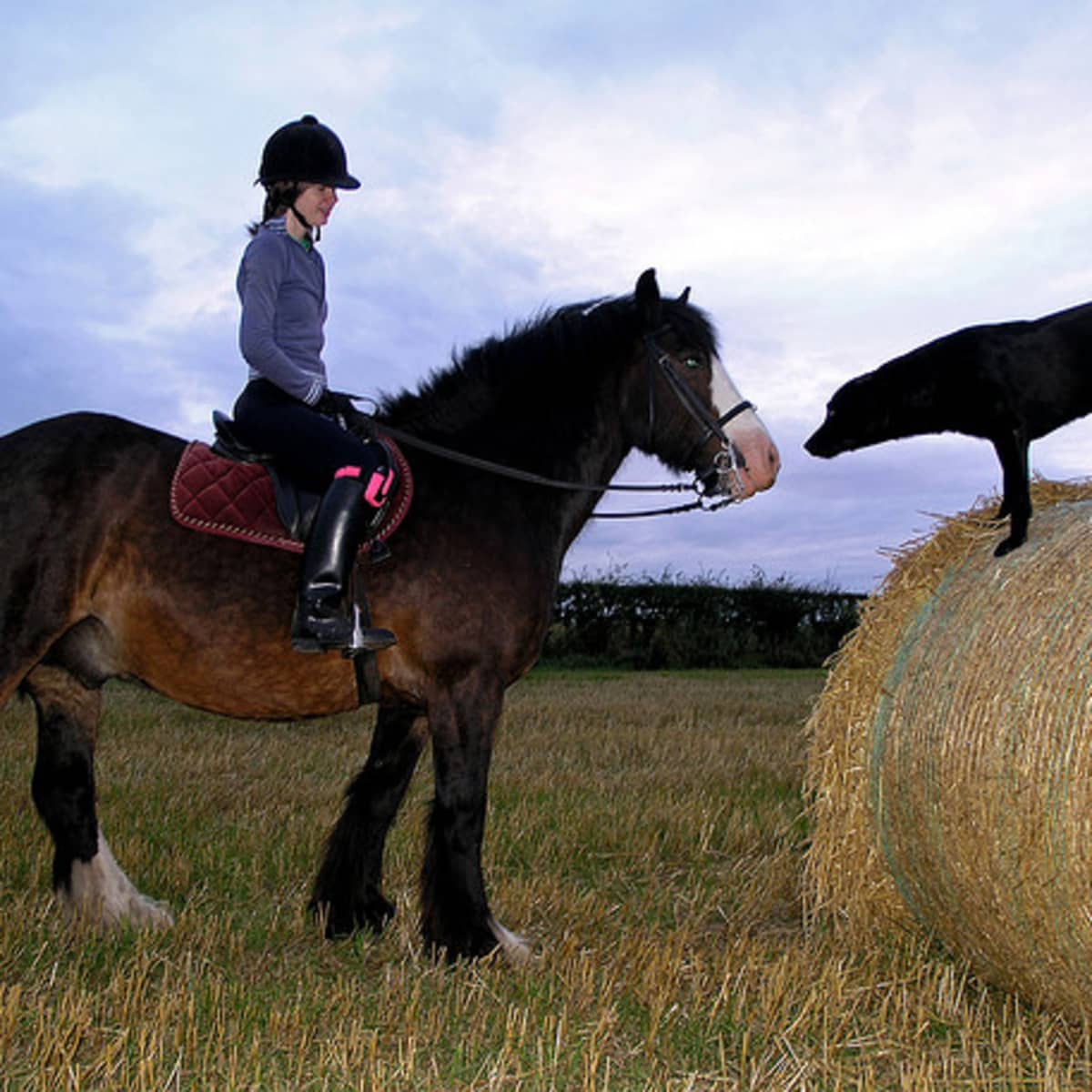 How to Stop Your Dog from Chasing Horses - Hidden Dog Fence