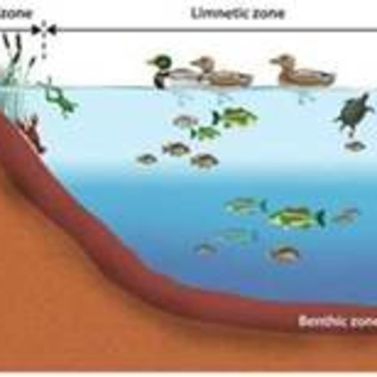 The Biodiversity of Organisms Found in Curtz Pond Littoral Photic and  Littoral Aphotic Zones - HubPages