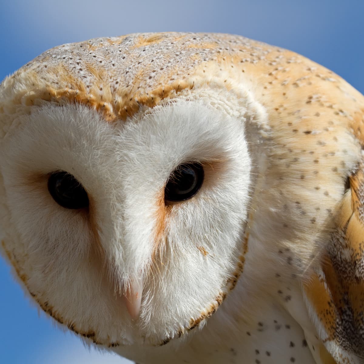 Everything You Wanted to Know About the Barn Owl - PetHelpful