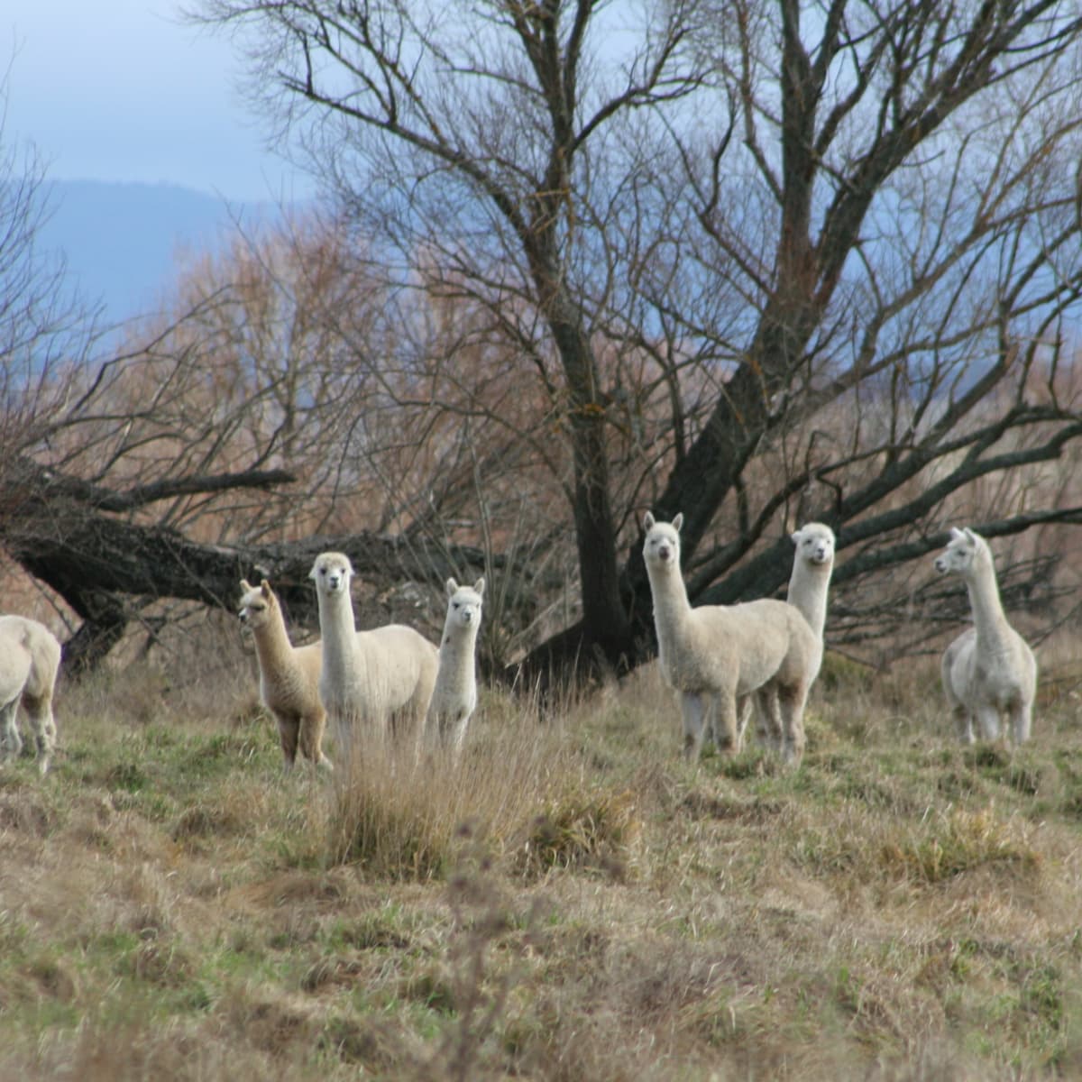 stillwater minerals llama alpaca