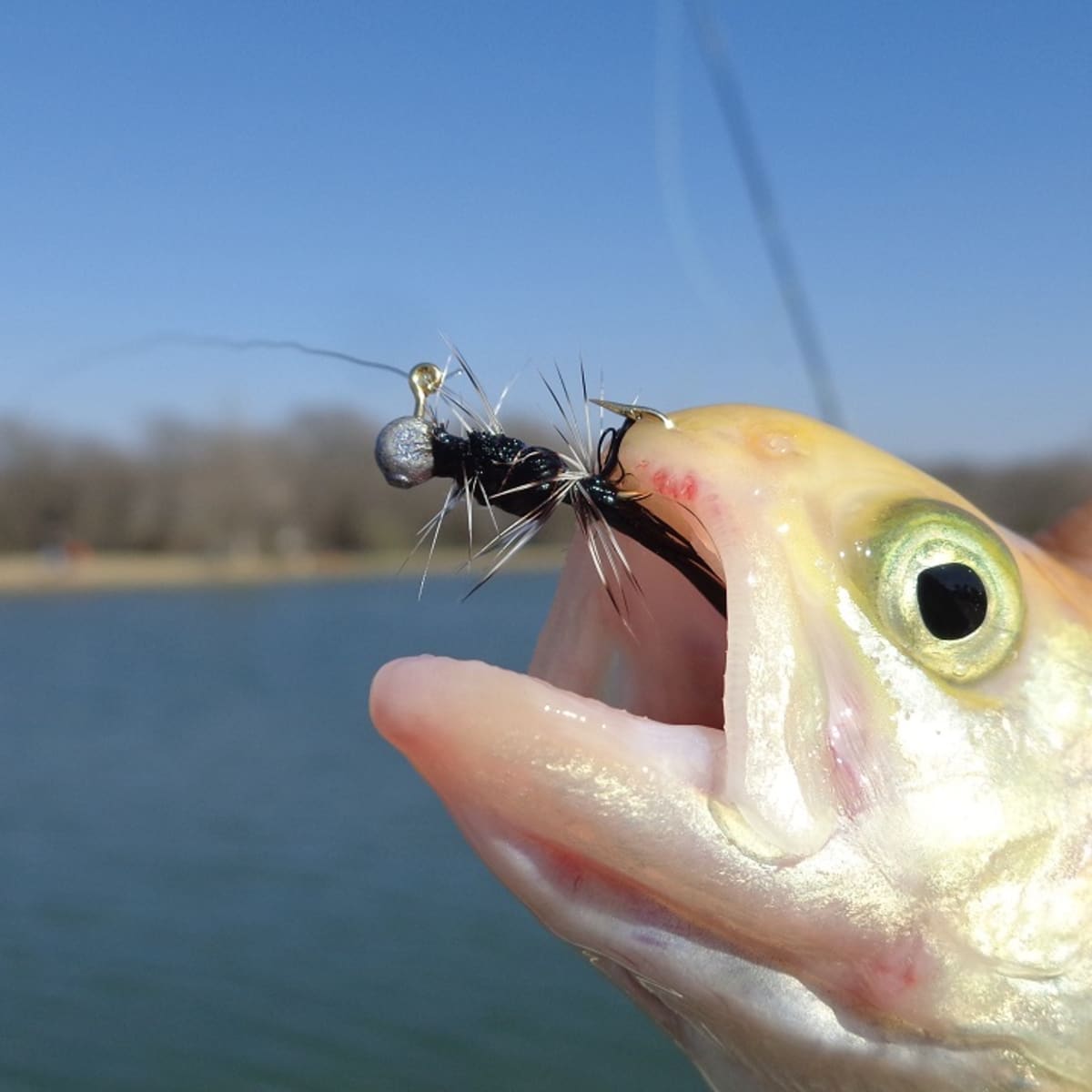 Alternate Trout Baits? - Other Fish Species - Bass Fishing Forums