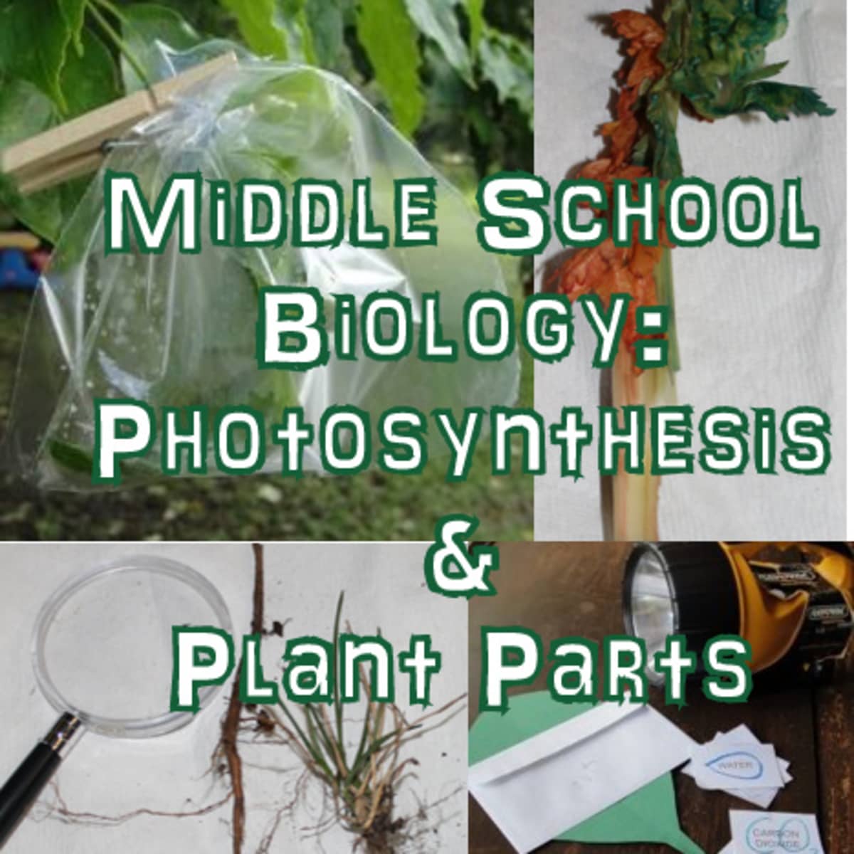 Photosynthesis and Plant Parts Lesson for Middle School Biology Intended For Photosynthesis Worksheet Middle School