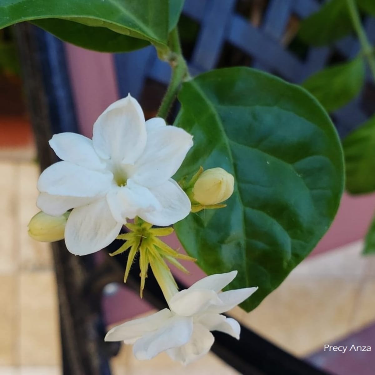 Jasminum Sambac Symbolism Photos And The Legend Of The National Flower Of The Philippines Hubpages