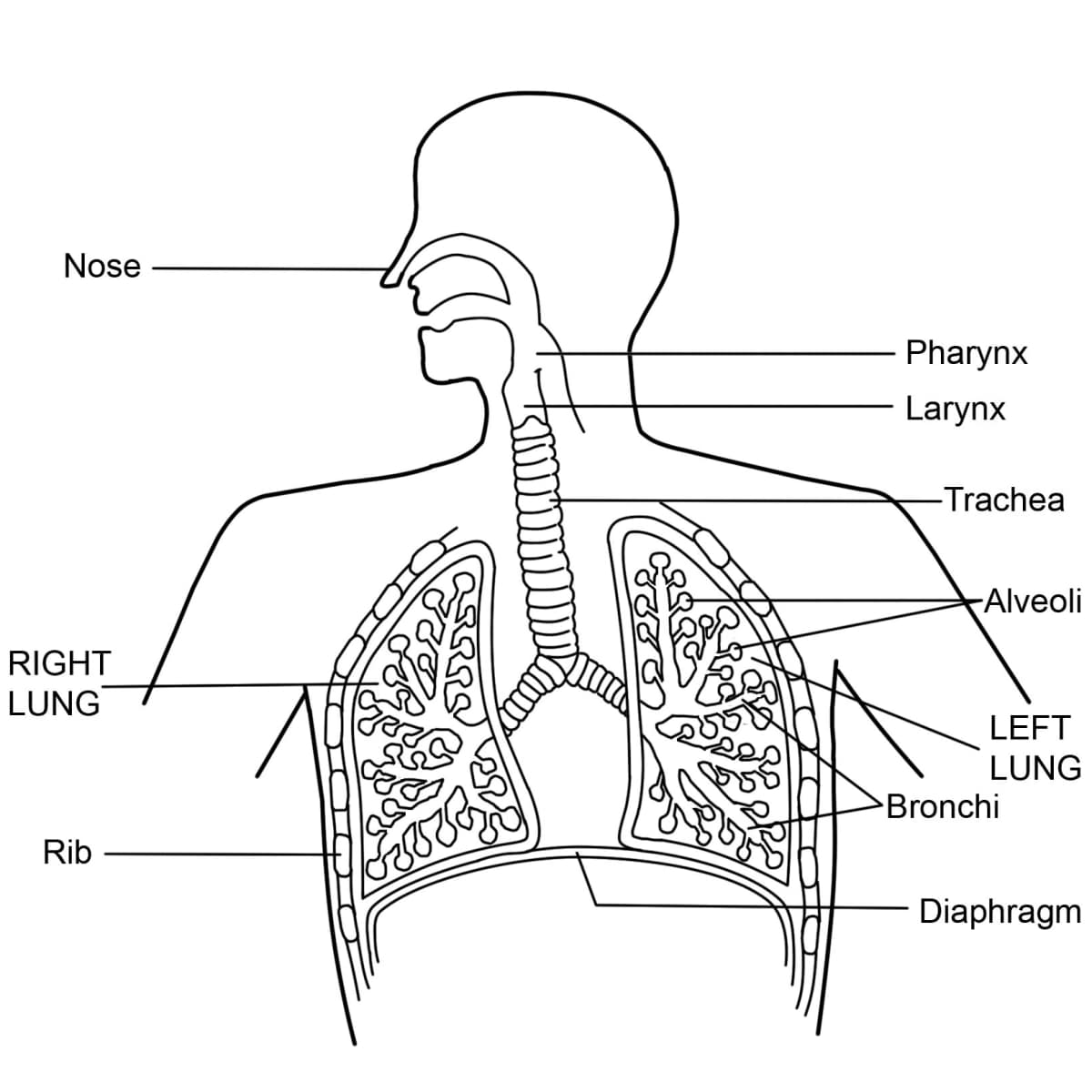 respiratory system diagram labeled with functions