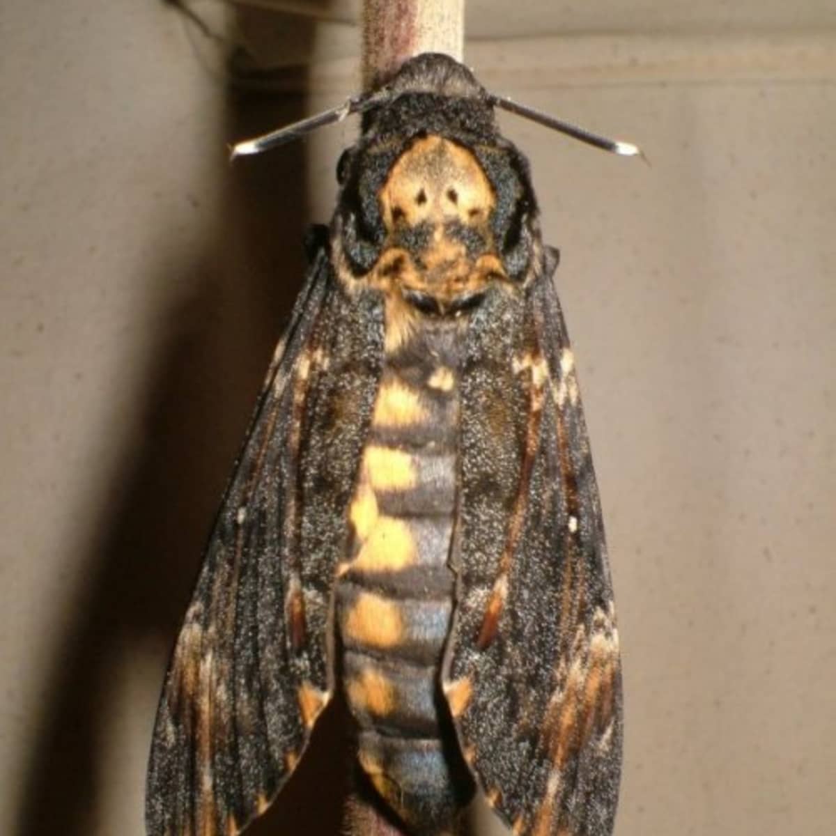 Convolvulus Hawk Moth– Identification, Life Cycle, Facts & Pictures