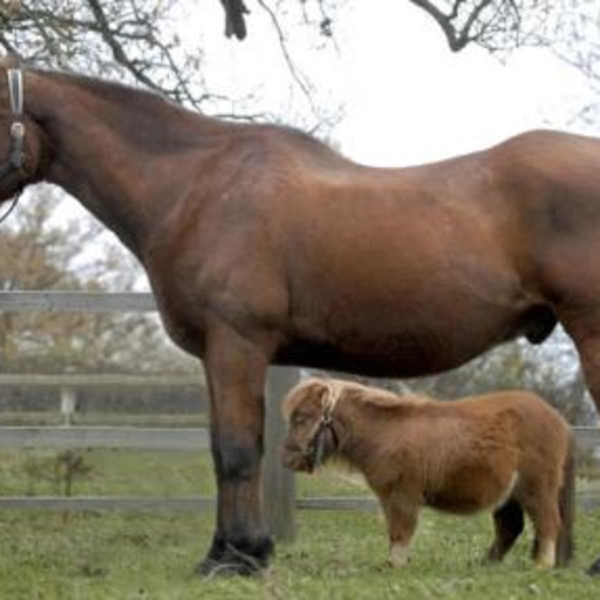 the smallest horse in the world 2022