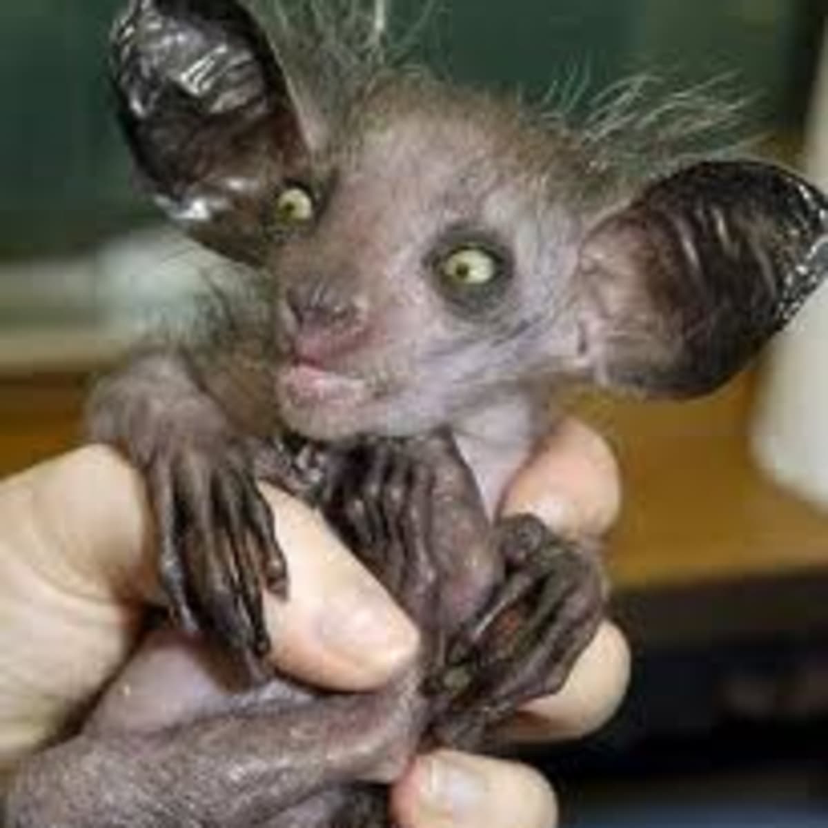 9 of the Ugliest Animals On Earth - HubPages